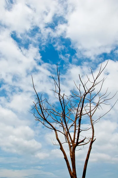 Cielo azul y árbol muerto Imágenes de stock libres de derechos