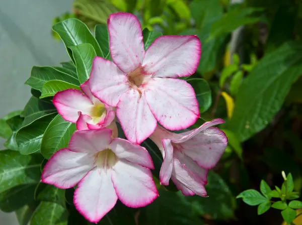 Impala-Lilie-Adenium — Stockfoto