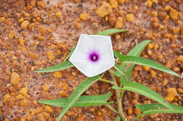 Kwiat rannej sławy — Zdjęcie stockowe