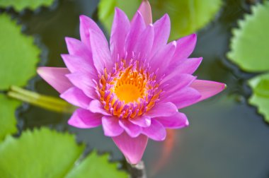 Menekşe lotus