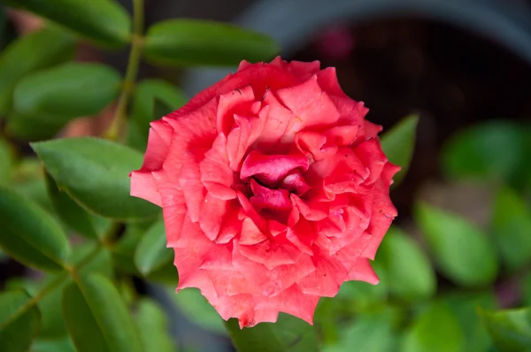 Rote Rose — Stockfoto