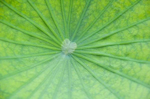 Lotusblad — Stockfoto