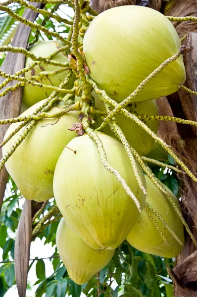 Kelapa — Stok Foto