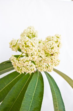 Beyaz arkaplanda beyaz çiçek