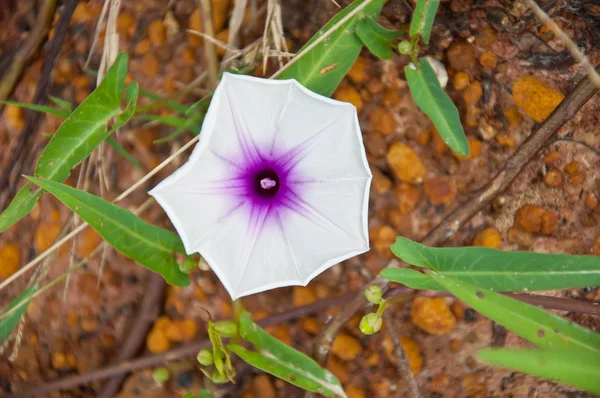 Morning glory flower — Stock Photo, Image