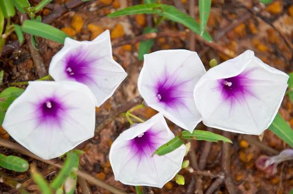 Morning glory flower — Stock Photo, Image