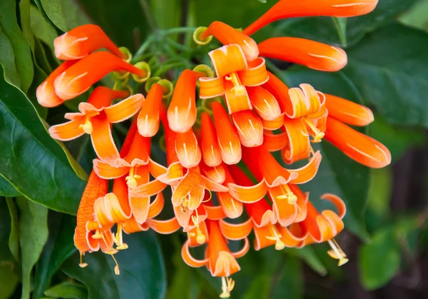 Flor de trompeta —  Fotos de Stock