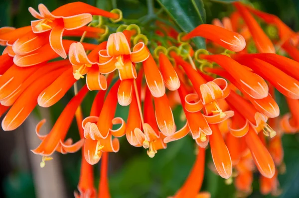 Trumpet flower — Stock Photo, Image