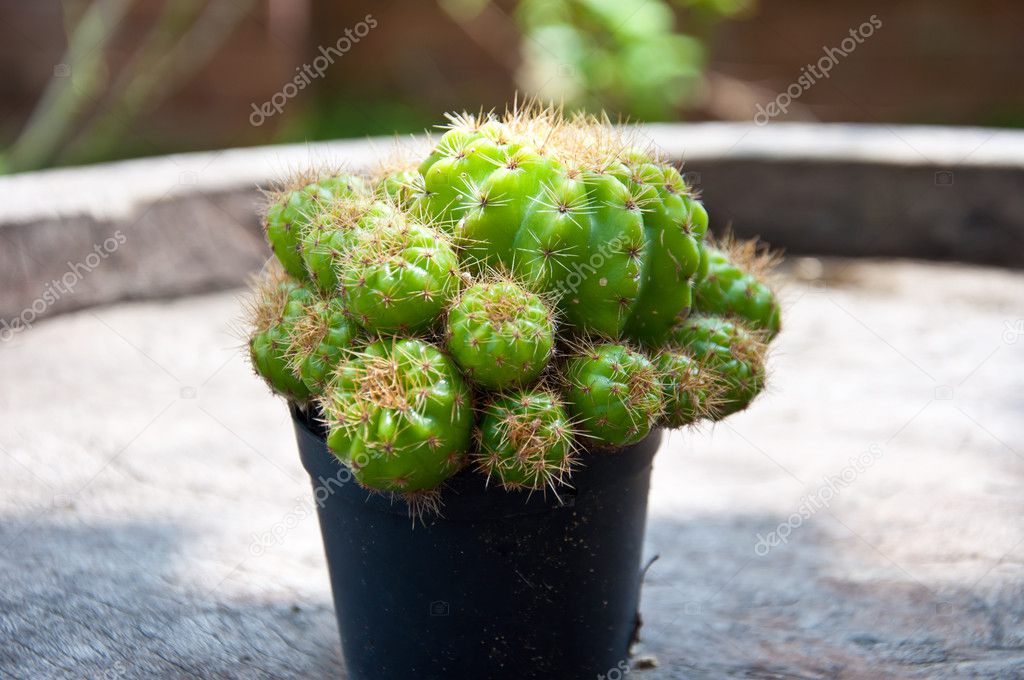Small cactus for home decoration