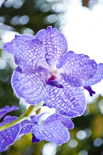 Violet orchid flower — Stock Photo, Image
