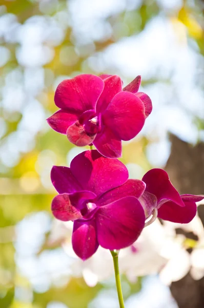 Orchid flower — Stock Photo, Image