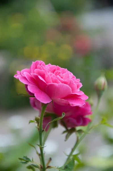 Rosa Rose — Stockfoto