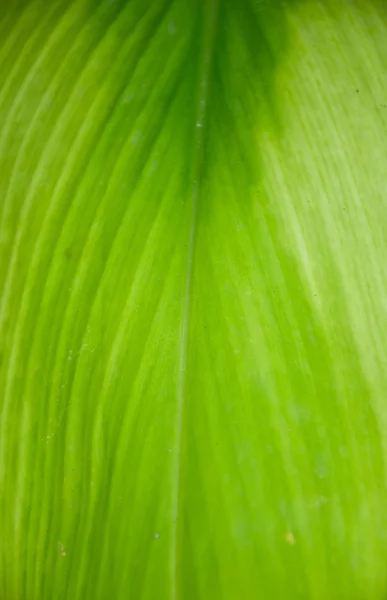 Folha verde — Fotografia de Stock