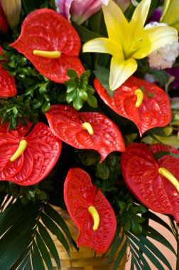 Kırmızı flamingo çiçeği