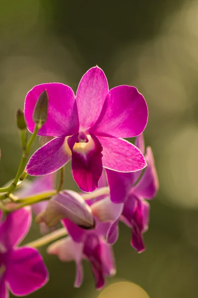 Orchidée violette — Photo