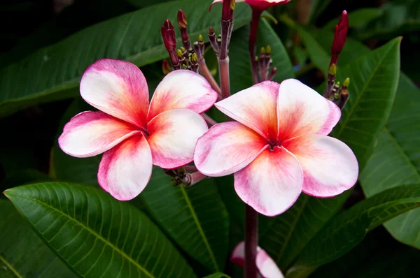 Plumeria — Zdjęcie stockowe