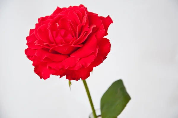 Rote Rose — Stockfoto