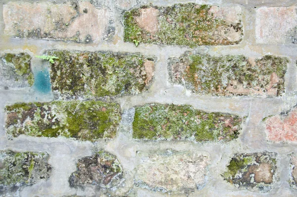 Pequeña planta en pared vieja — Foto de Stock