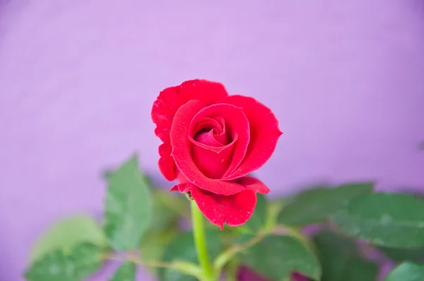 紫色の背景に赤いバラ — ストック写真