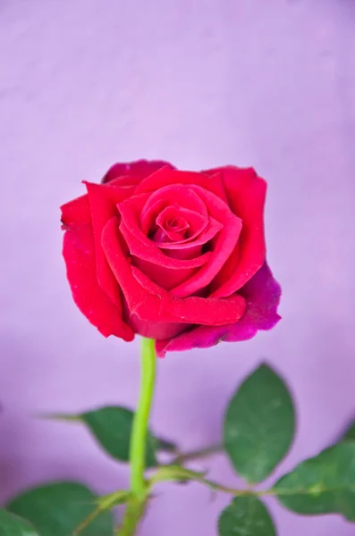 Rote Rose — Stockfoto