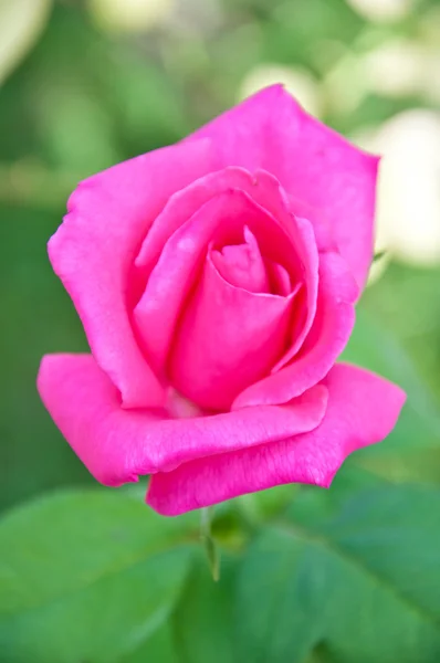 Pink rose — Stock Photo, Image