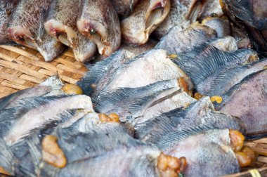 yılan derisi gurami