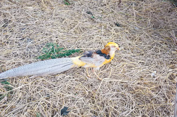 Golden pheasant — Stock Photo, Image