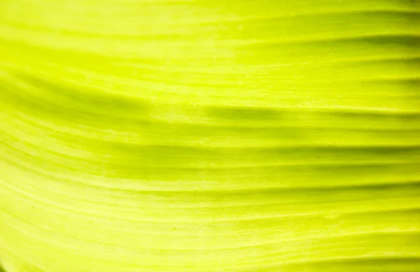 Yeşil muz yaprağı — Stok fotoğraf