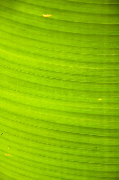 Folha de banana verde — Fotografia de Stock