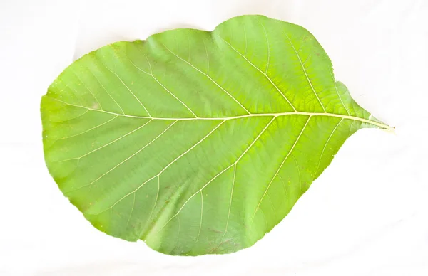チーク材の葉 — ストック写真
