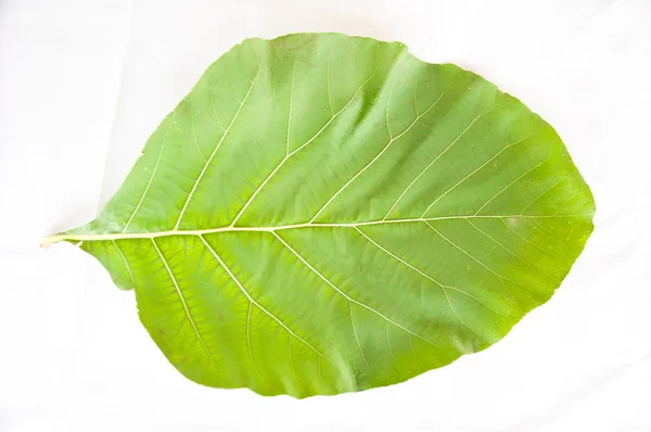 Тікового дерева листя — стокове фото