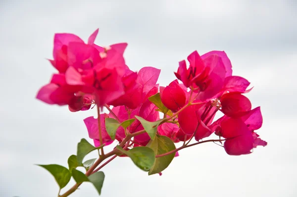 Peper flower — Stock Photo, Image