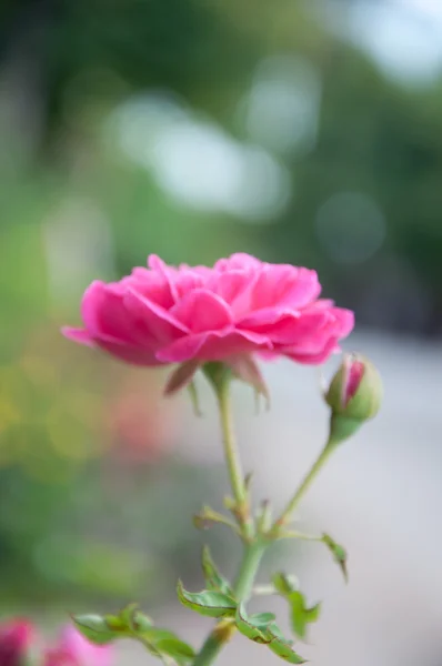 Rosa rosa no jardim — Fotografia de Stock