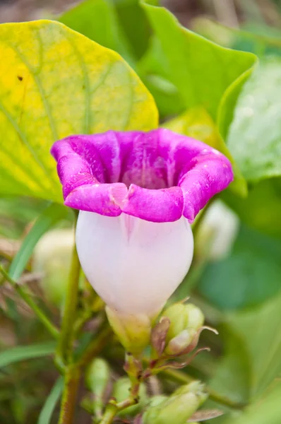 Veilchenblüte — Stockfoto