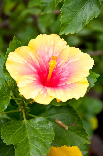 Hibiscuss flower — Stock Photo, Image
