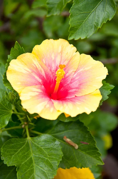 Hibiskusblüte — Stockfoto