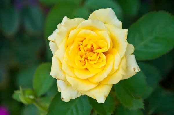 Yellow rose — Stock Photo, Image