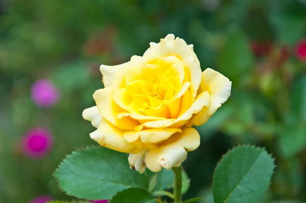 Yellow rose — Stock Photo, Image