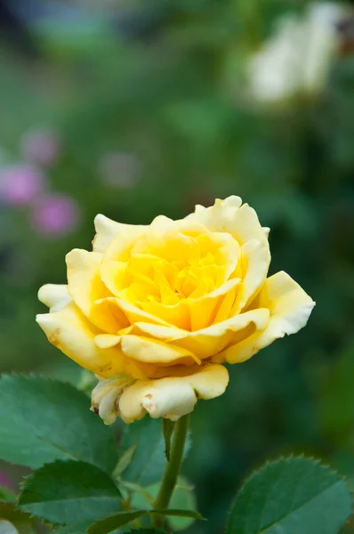 Gelbe Rose — Stockfoto