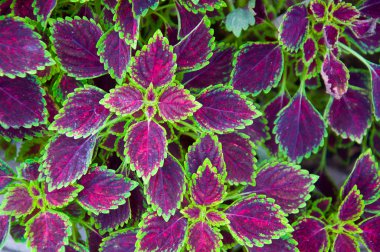 boyalı ısırgan yaprağı