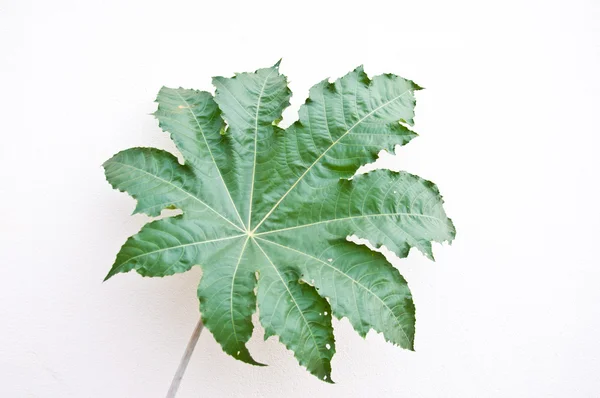 Зелений leaff — стокове фото