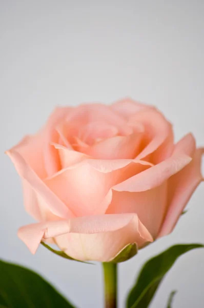 Orange Rose — Stockfoto