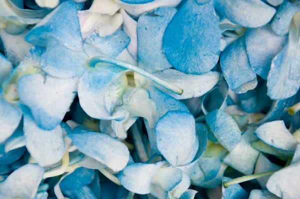 Orchidée bleue — Photo