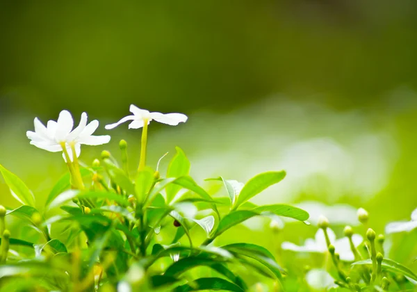 Flor branca e luz bokeh — Fotografia de Stock