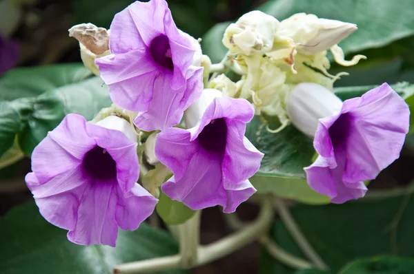 Violet flower — Stock Photo, Image