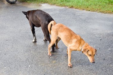 köpeğin çiftleşme