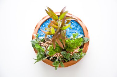 tepsi peyzajлоток краєвид