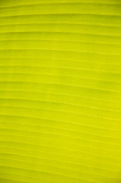 Folha de banana textura fundo — Fotografia de Stock