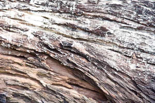 Madera seca de árbol — Foto de Stock