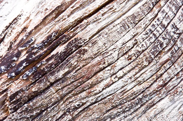 Dried tree wood — Stock Photo, Image